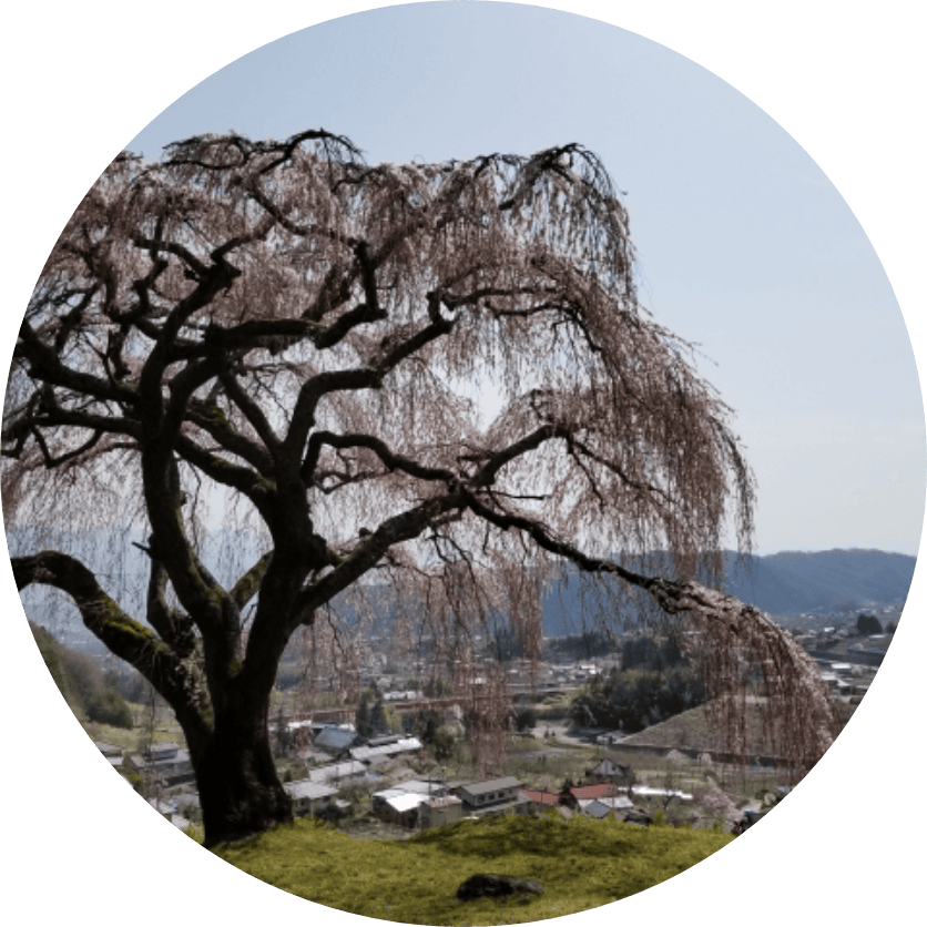 乙ヶ妻のしだれ桜